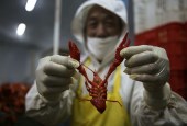 价格飙升60%，大量资本涌入，小龙虾红得发紫